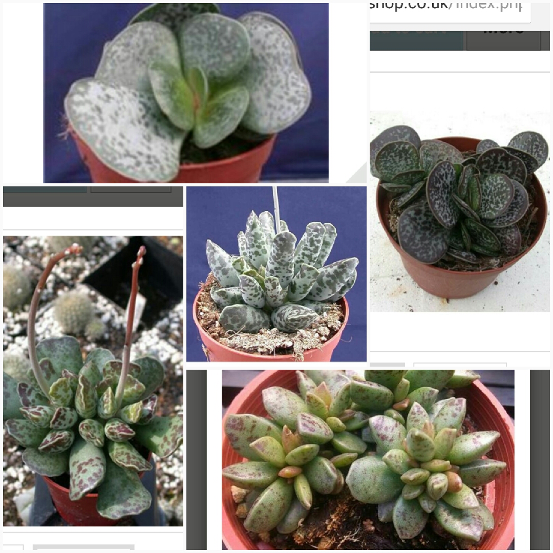 Adromischus in the GardenTags plant encyclopedia