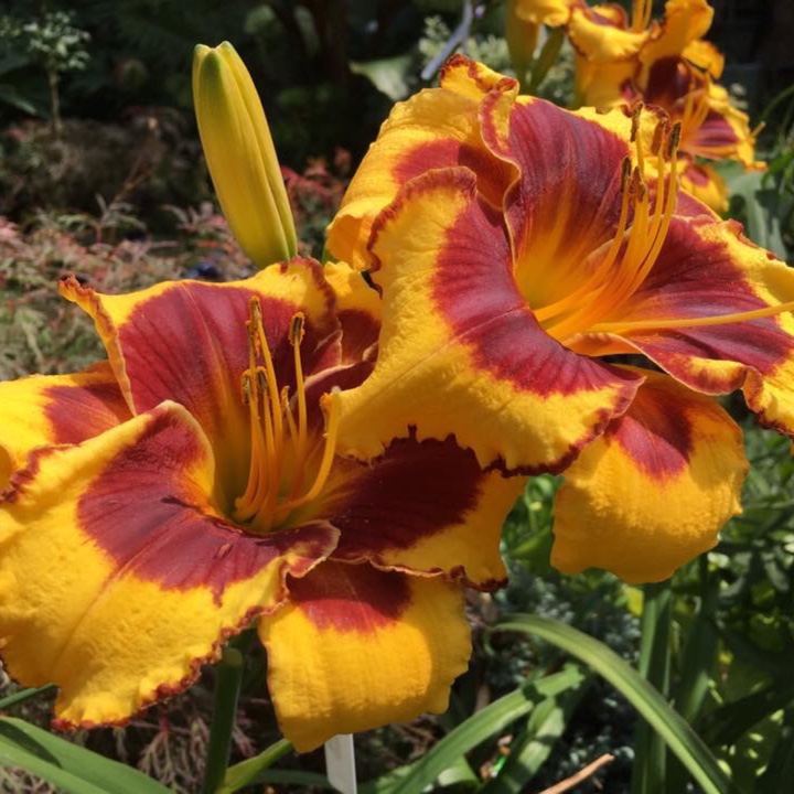 Daylily Sun Panda in the GardenTags plant encyclopedia