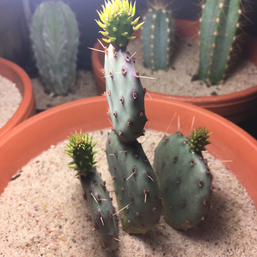 Violet Prickly Pear in the GardenTags plant encyclopedia