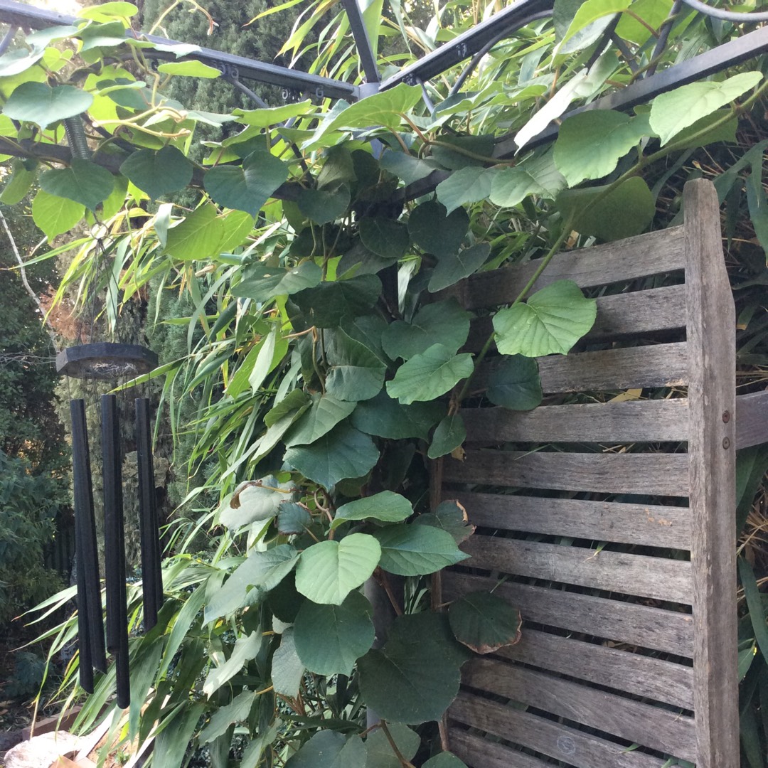 Kiwi Hayward in the GardenTags plant encyclopedia