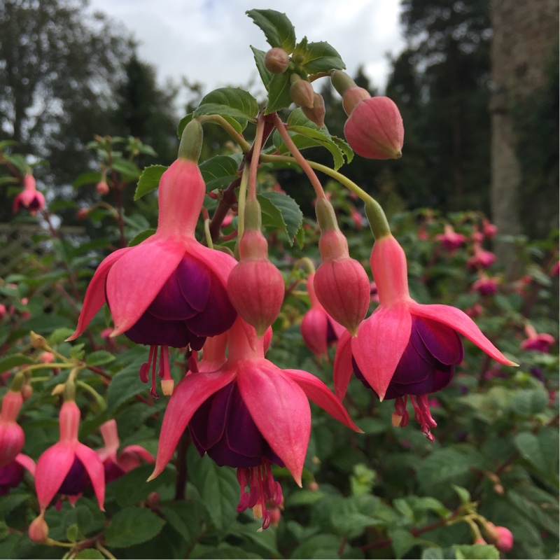 Fuchsia Constance in the GardenTags plant encyclopedia