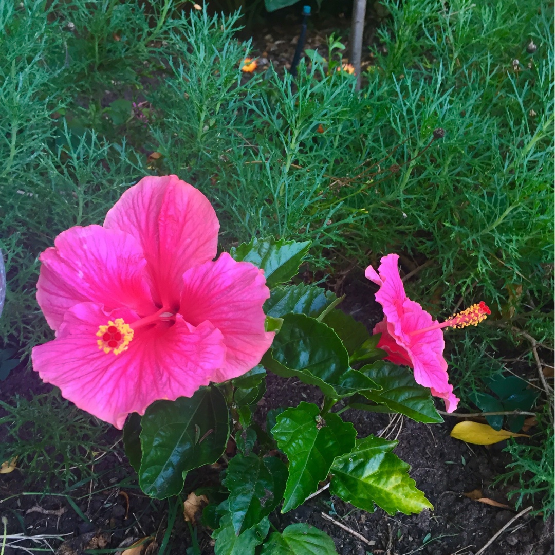 Hibiscus Rio Clara in the GardenTags plant encyclopedia