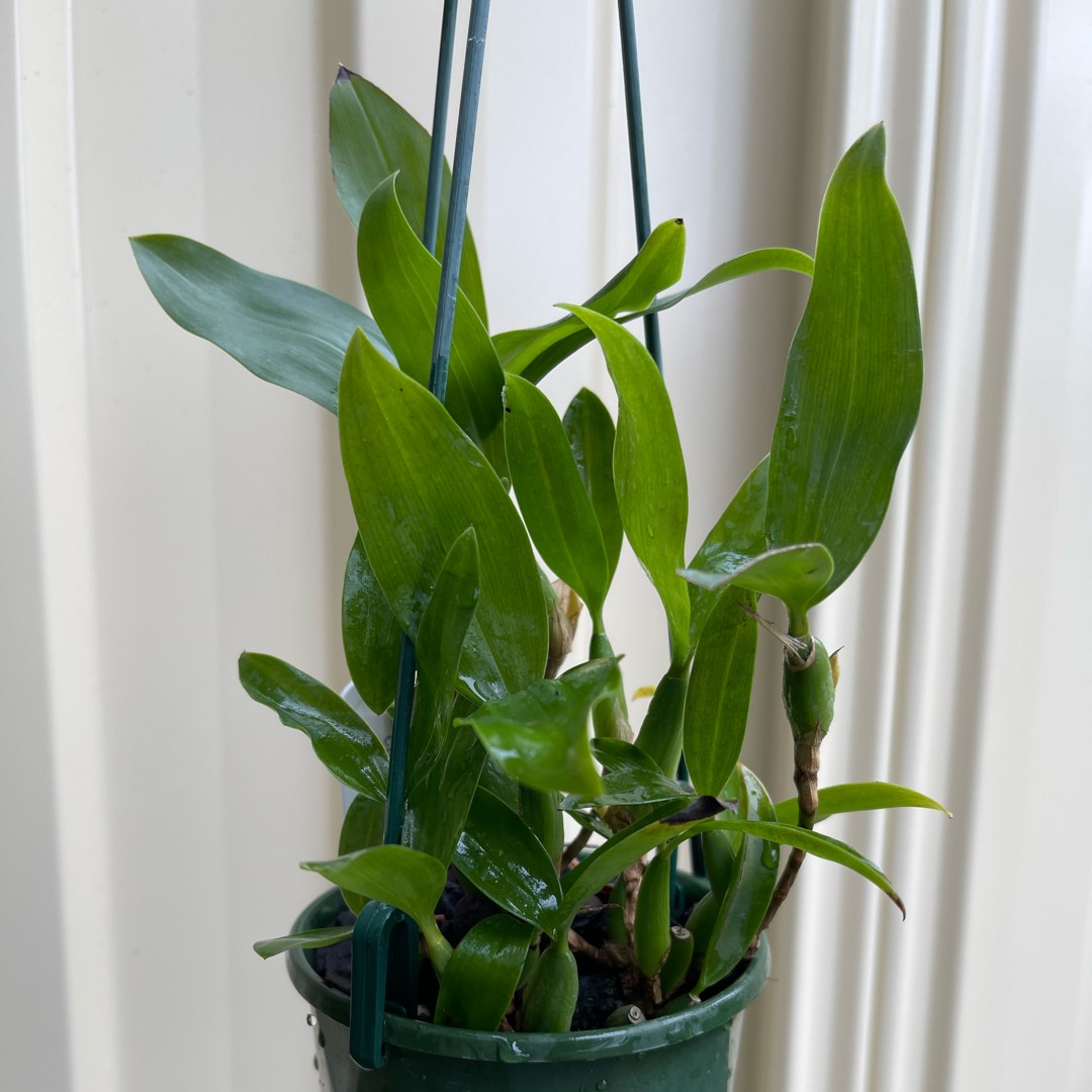 Coelogyne fimbriata in the GardenTags plant encyclopedia