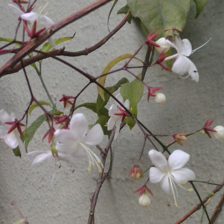 Clerodendrum Schmidtii syn. C. Smithianum, Chains Of Glory in ...