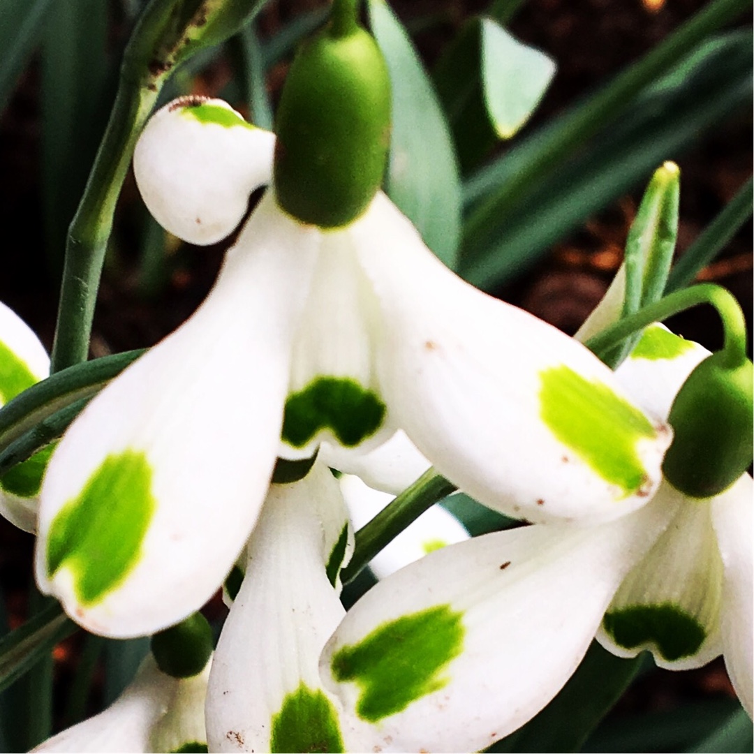 Snowdrop Trumps in the GardenTags plant encyclopedia