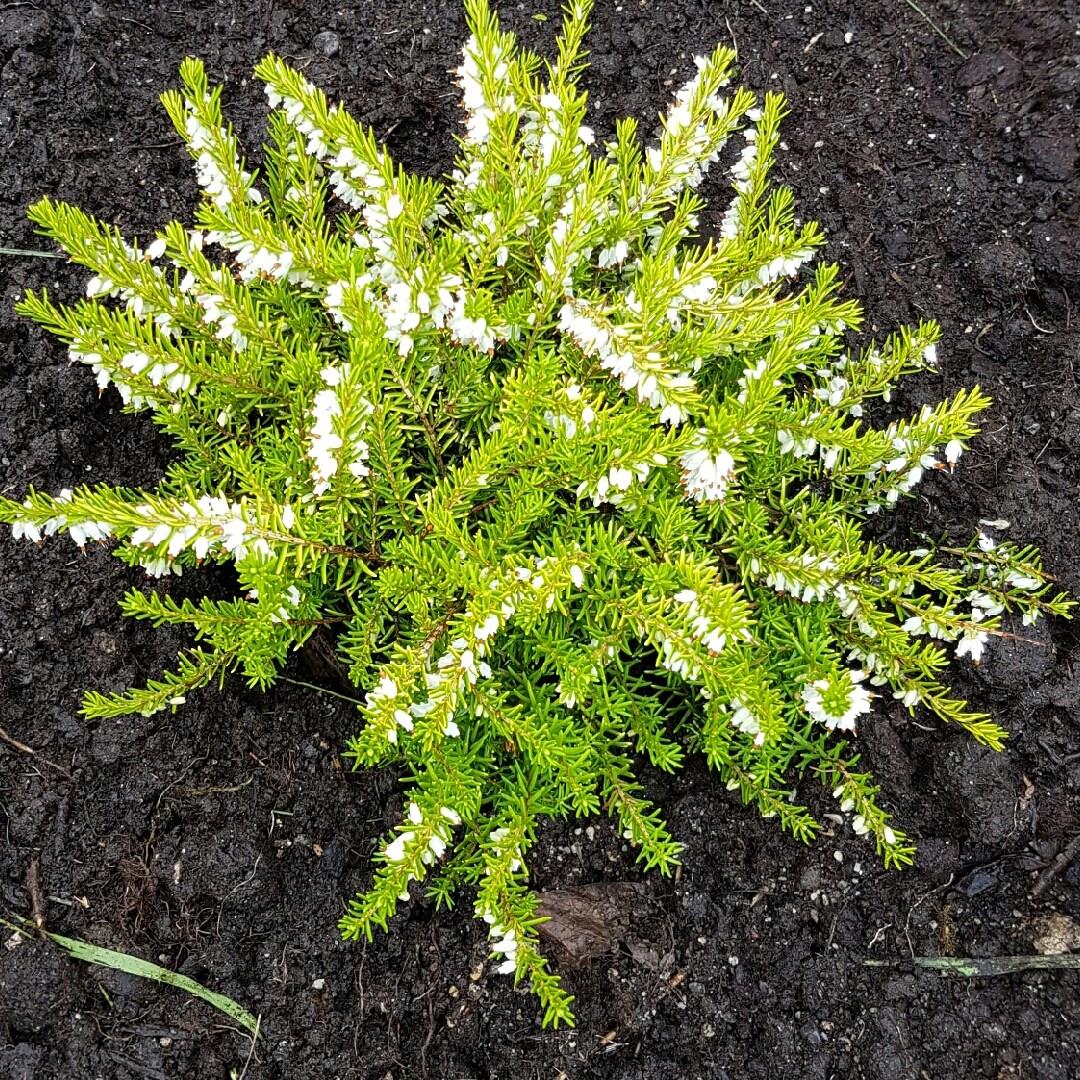 Darley Dale Heath Golden Perfect in the GardenTags plant encyclopedia