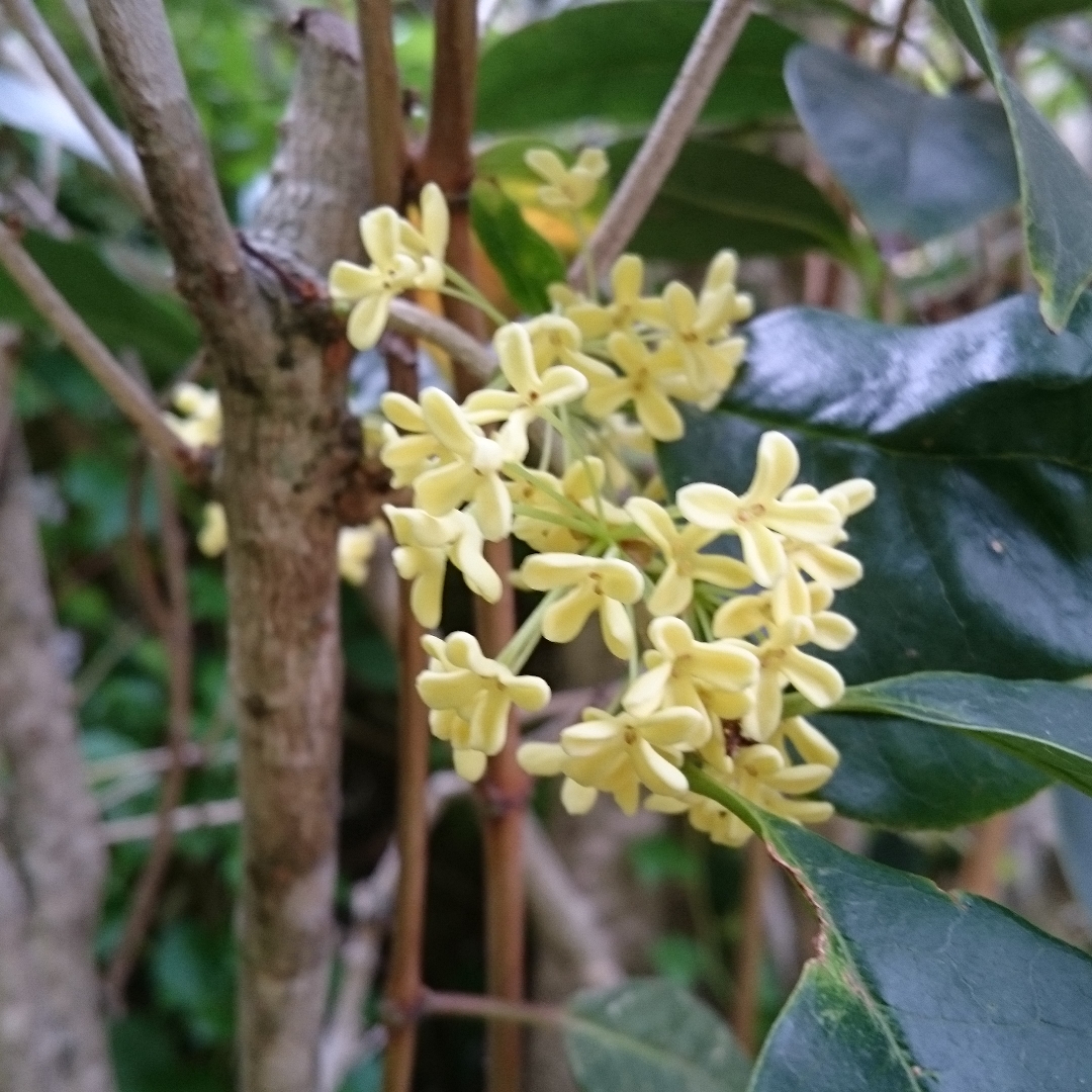 Osmanthus Fragrans, Sweet Osmanthus in GardenTags plant encyclopedia