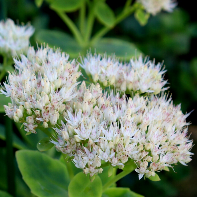 Hylotelephium Spectabile Iceberg in the GardenTags plant encyclopedia