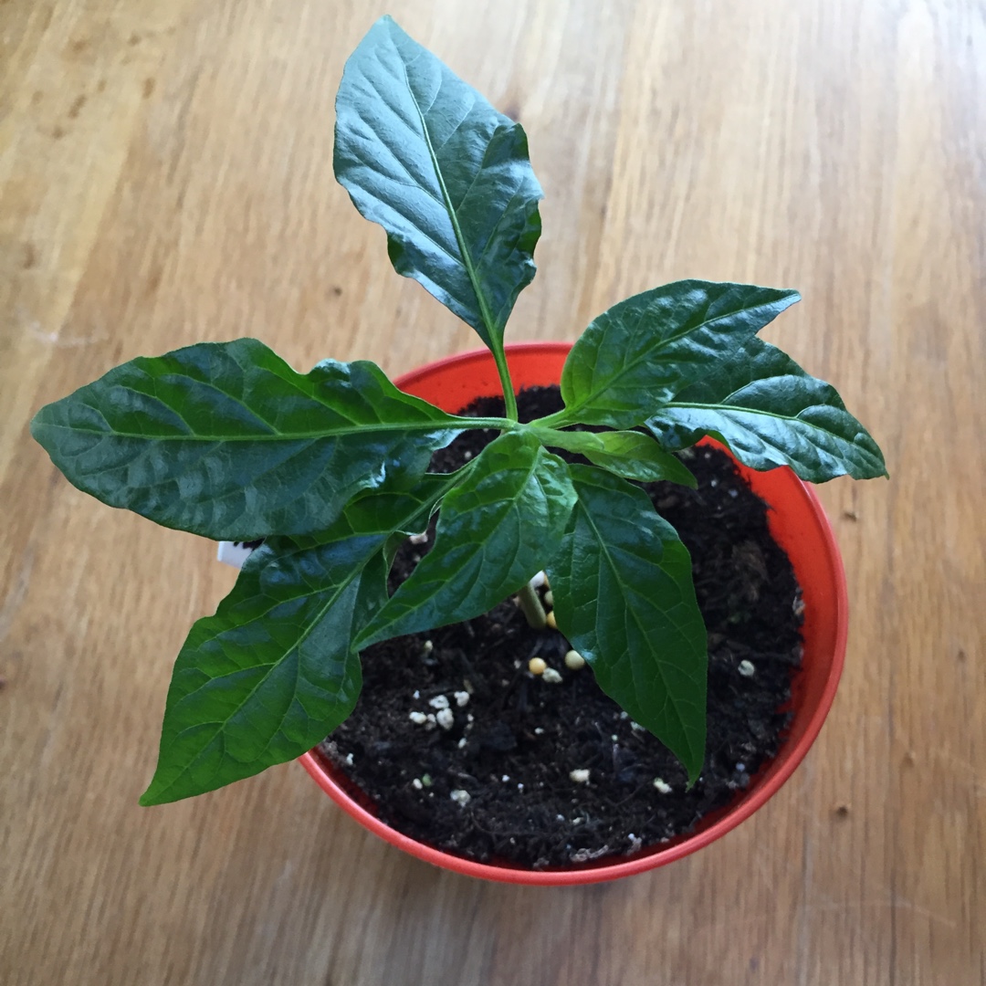 Capsicum Chinense 'Jays Peach Ghost Scorpion', Chilli 'Jay's Peach ...