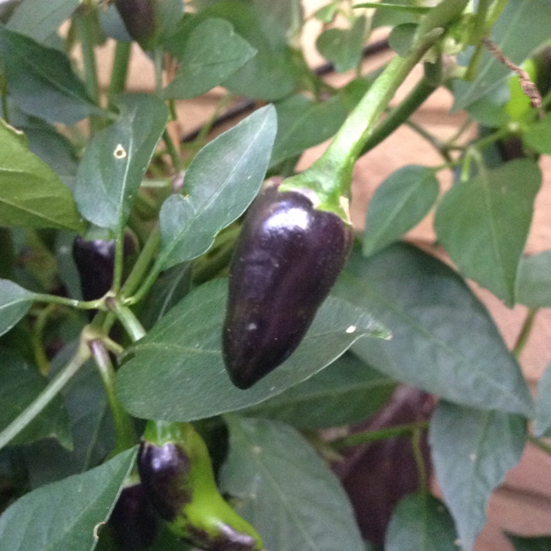 Chilli Pepper Chenzo in the GardenTags plant encyclopedia