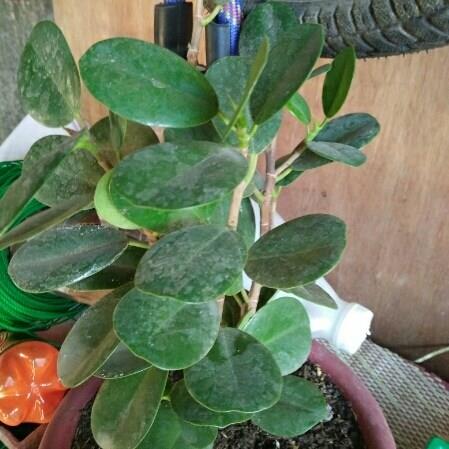 Green Island Ficus in the GardenTags plant encyclopedia