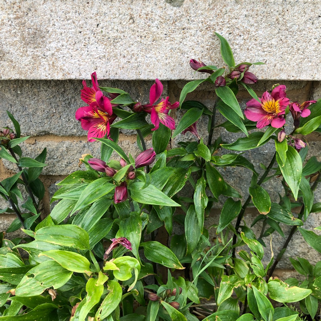 Hellebore Black Swan in the GardenTags plant encyclopedia