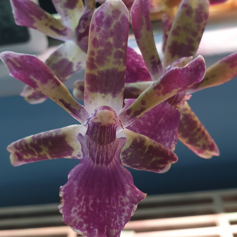 Zygopetalum Blue Angel in the GardenTags plant encyclopedia