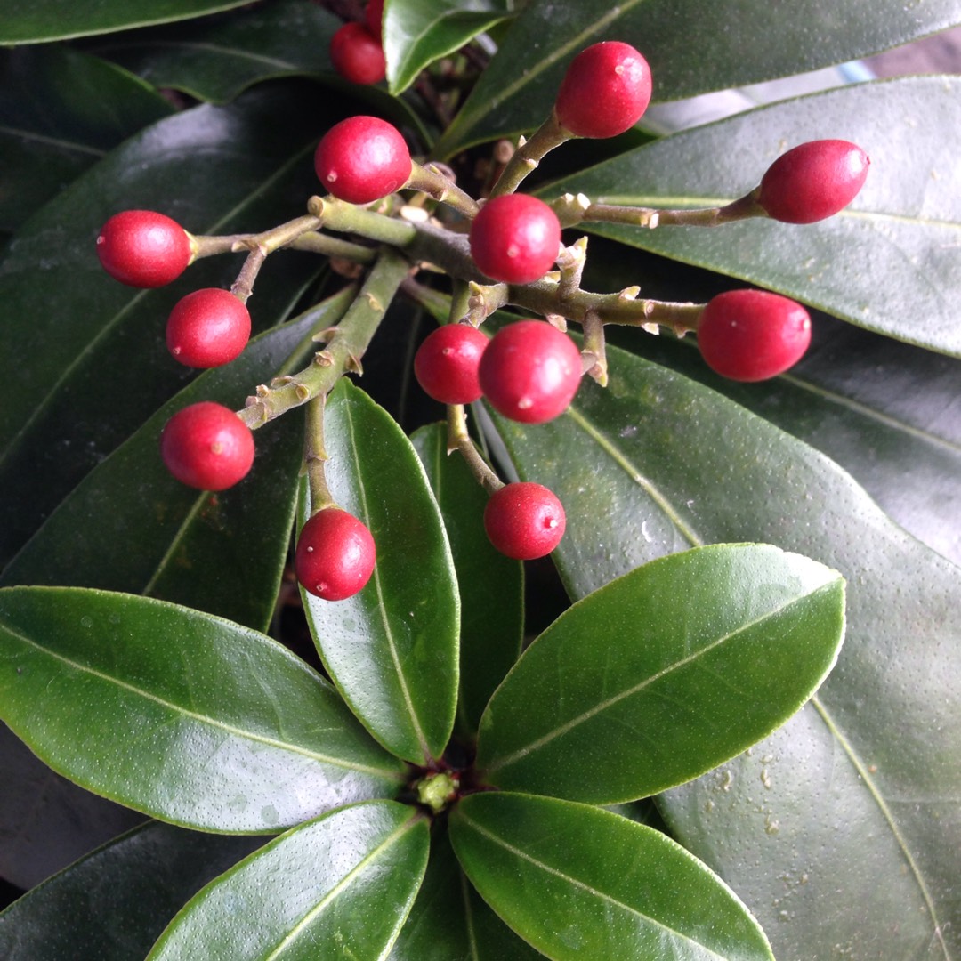 Japanese Skimmia Reevesiana in the GardenTags plant encyclopedia