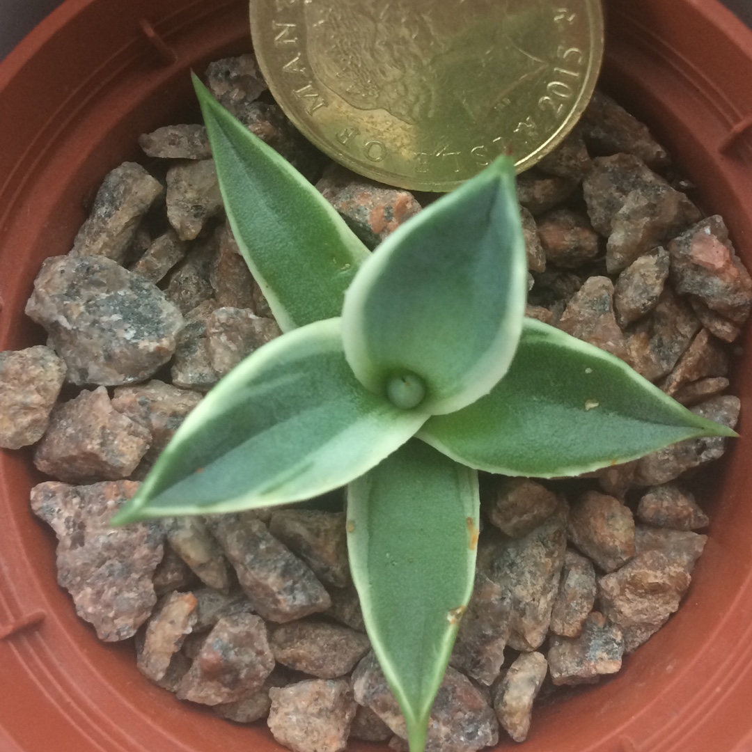 Parrys Agave Cream Spike in the GardenTags plant encyclopedia