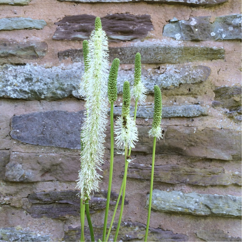 White Burnet in the GardenTags plant encyclopedia