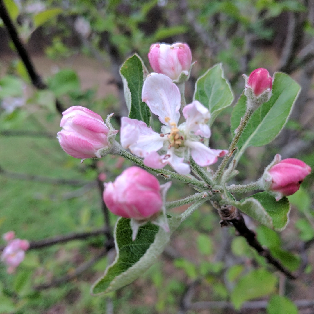 Apple Joys Apple in the GardenTags plant encyclopedia