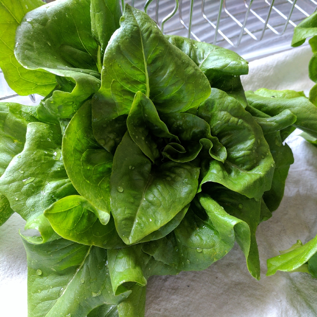 Deer Tongue Lettuce in the GardenTags plant encyclopedia