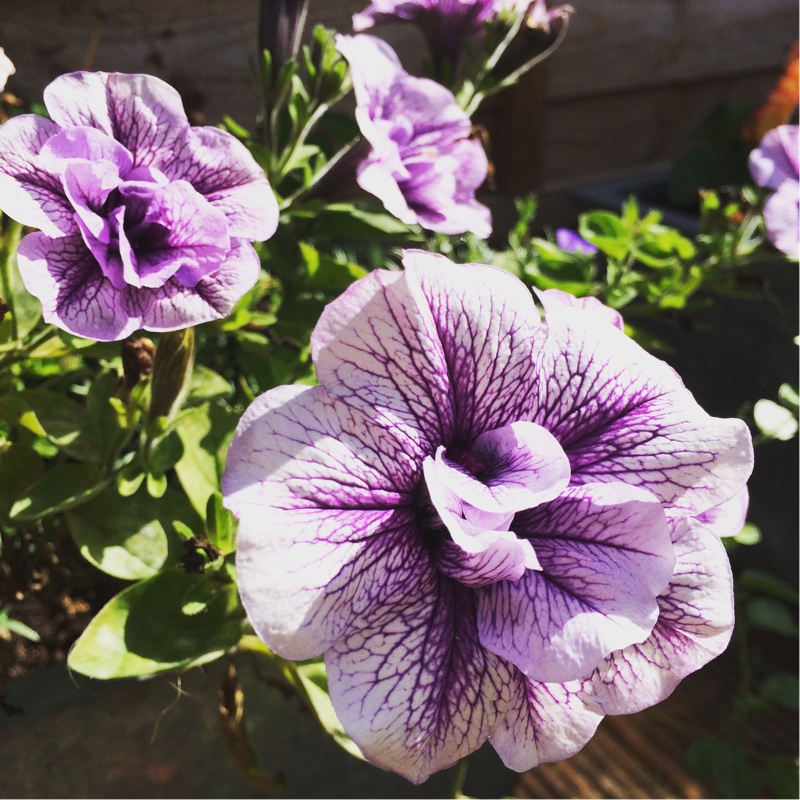 Trailing Petunia Priscilla in the GardenTags plant encyclopedia