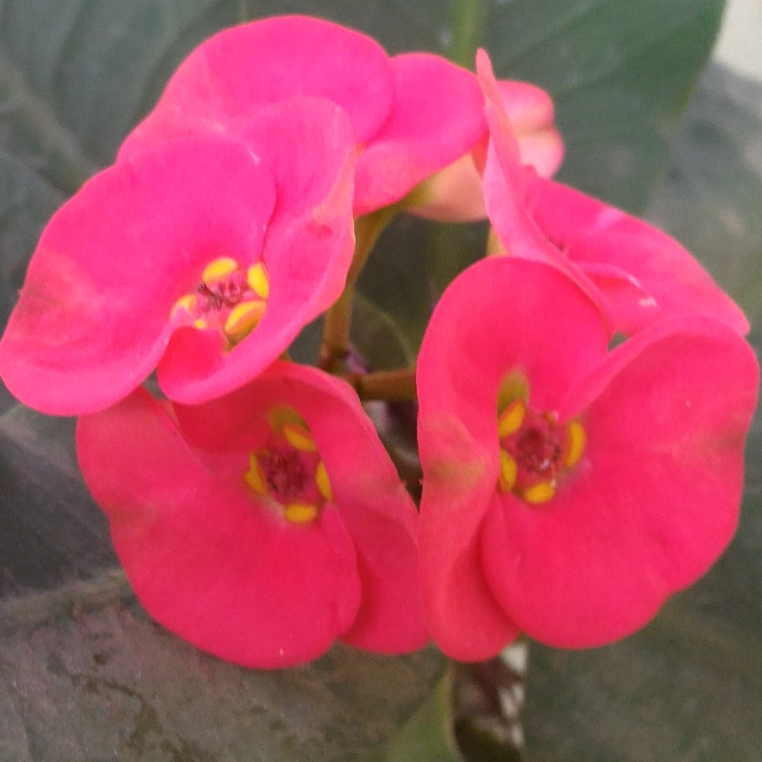 Crown Of Thorns Giant Red in the GardenTags plant encyclopedia