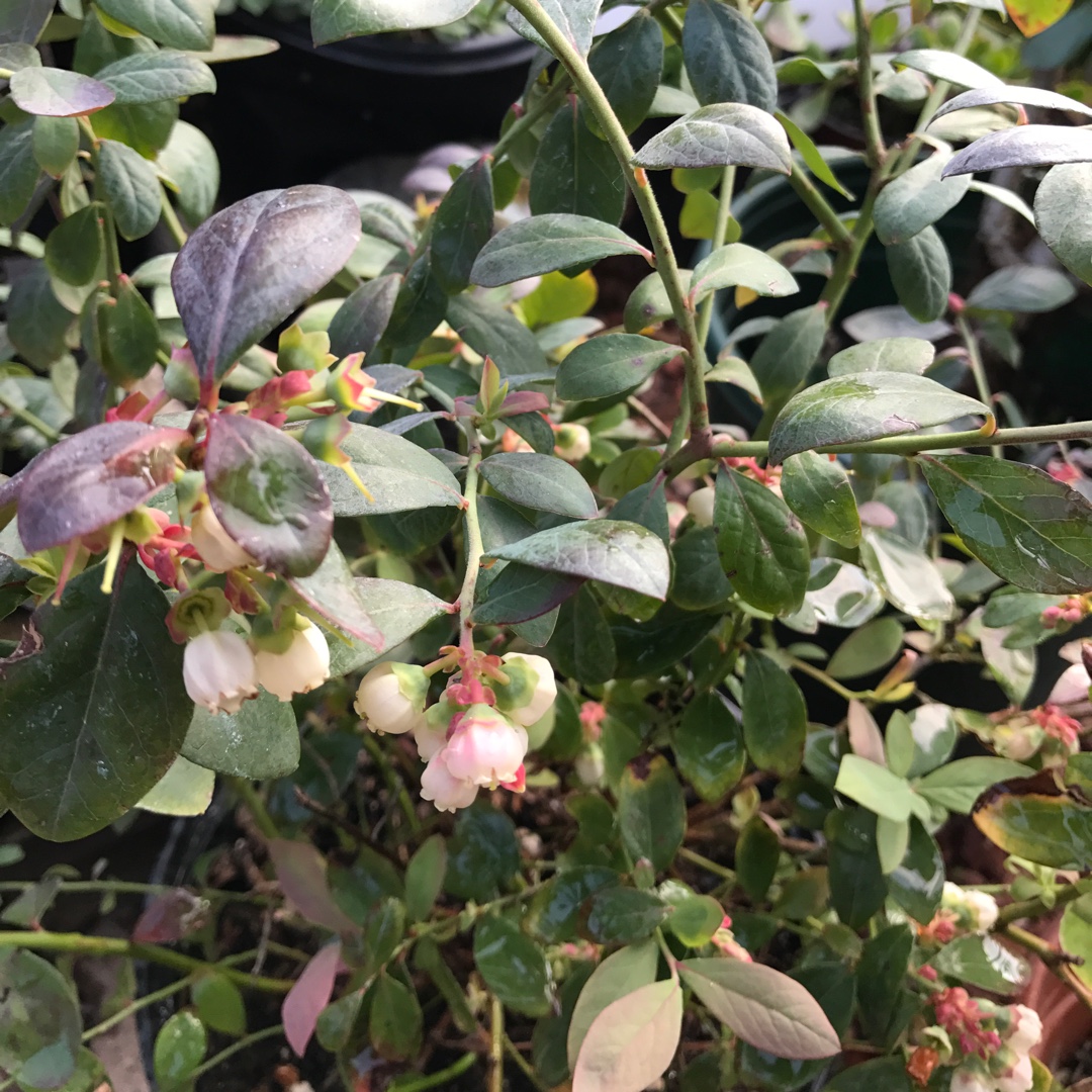 Blueberry Bountiful Blue in the GardenTags plant encyclopedia