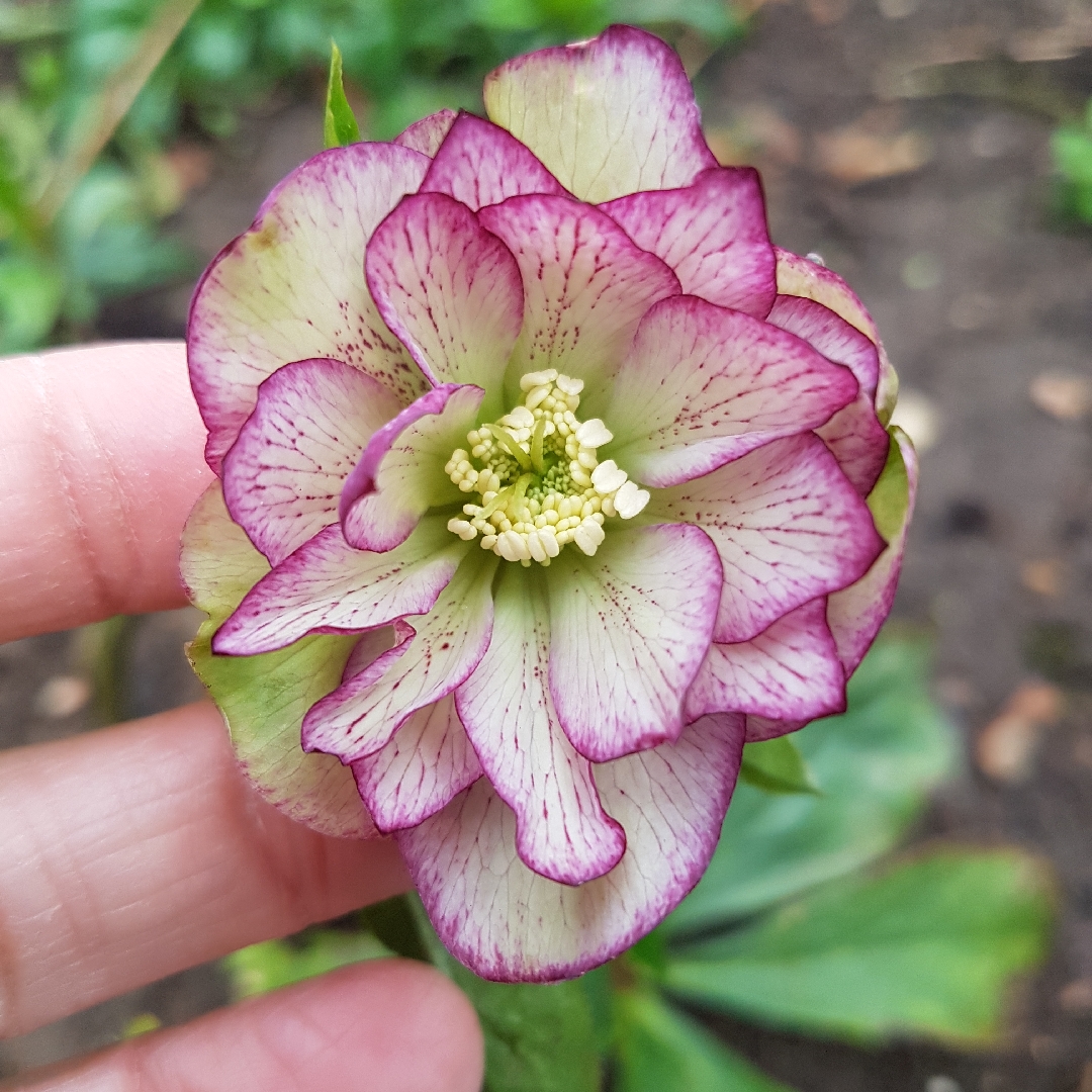 Hellebore Double White Picotee in the GardenTags plant encyclopedia