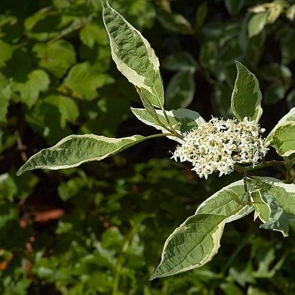 Red-barked dogwood in the GardenTags plant encyclopedia