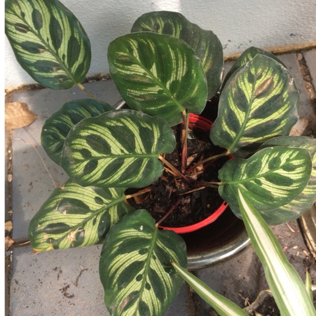 Zebra plant Makoyana in the GardenTags plant encyclopedia