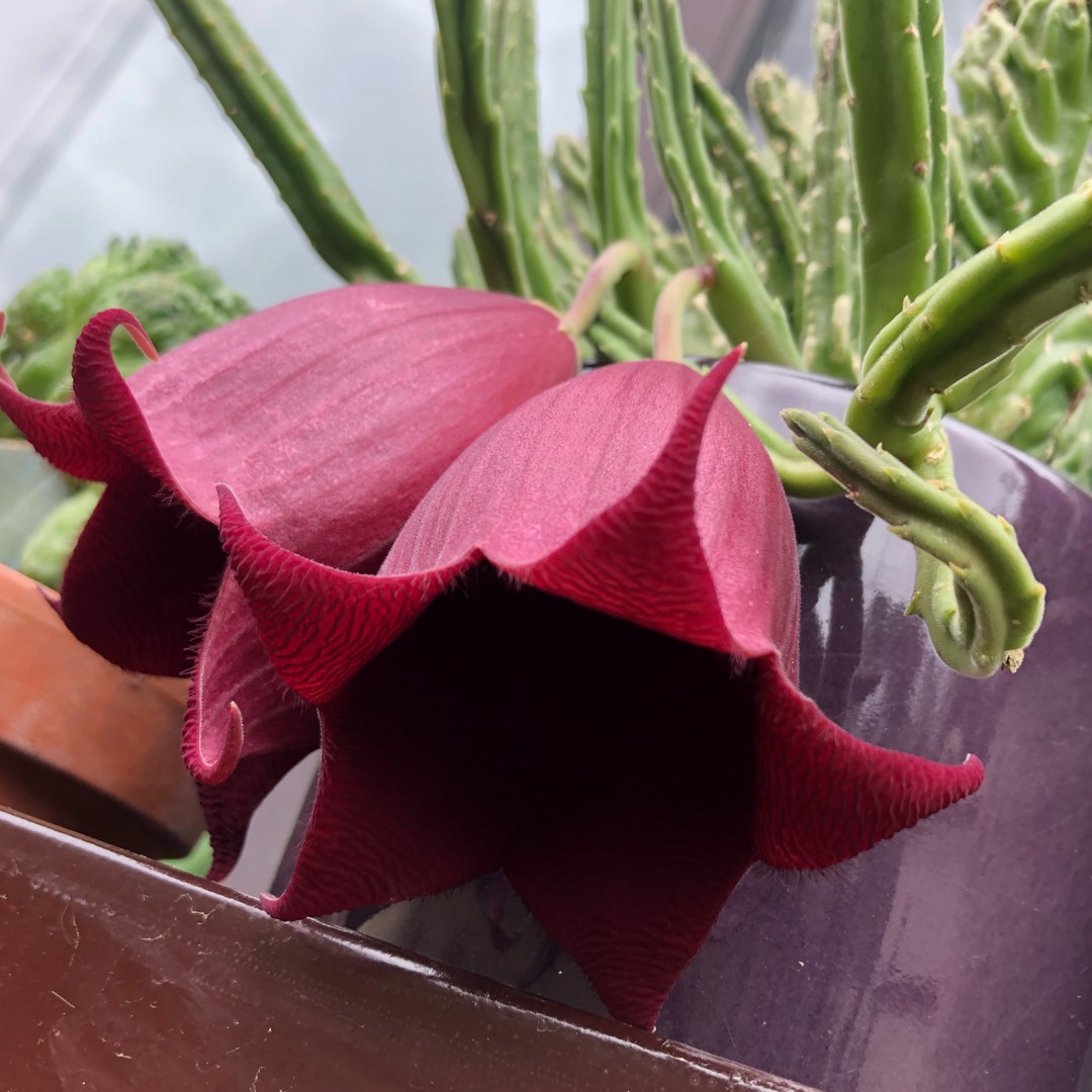 Stapelia leendertziae forma cristata in the GardenTags plant encyclopedia Crested Star Flower in the GardenTags plant encyclopedia