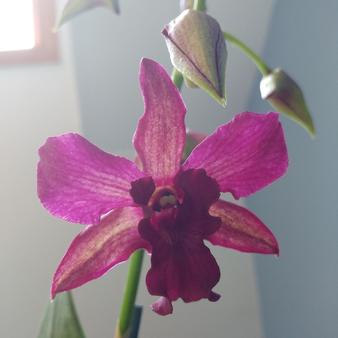 Orchid Violet Yamaji in the GardenTags plant encyclopedia