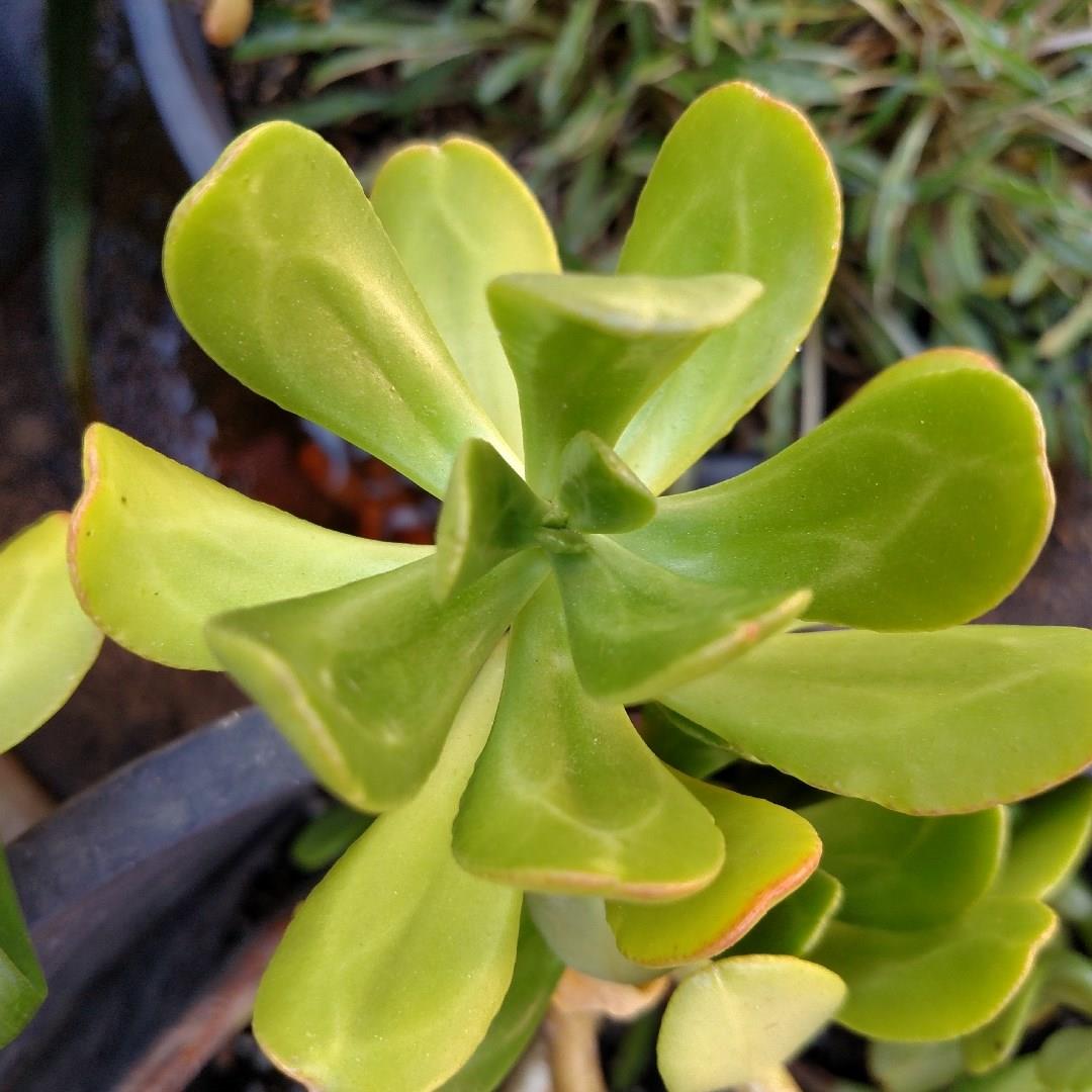 False Hens & Chicks in the GardenTags plant encyclopedia