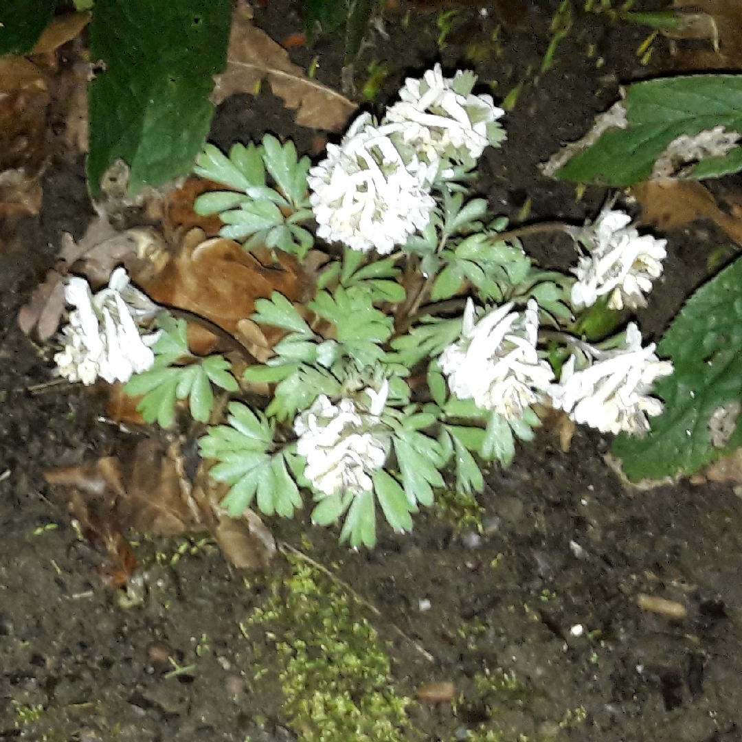 Fumewort White Swallow in the GardenTags plant encyclopedia