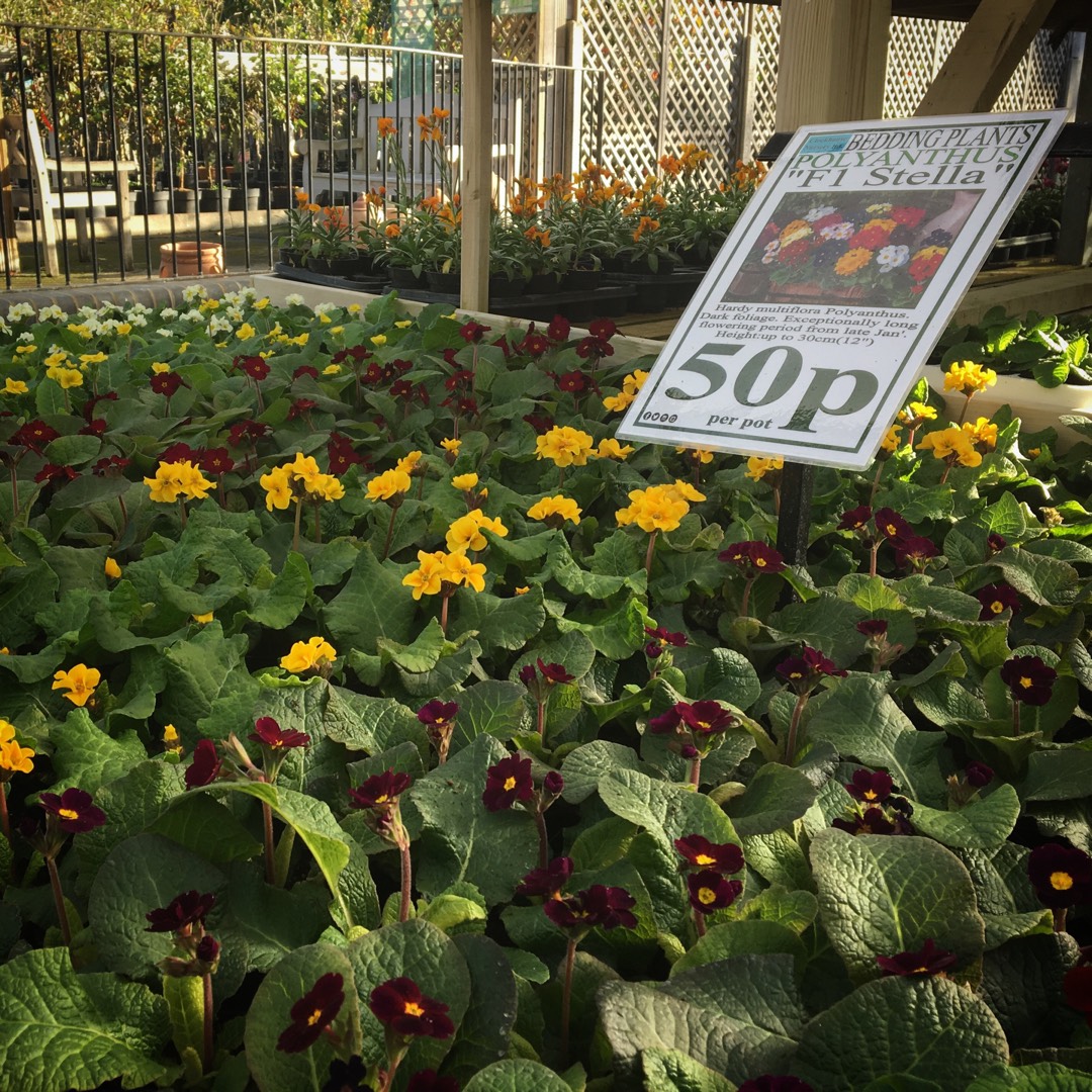 Polyanthus Stella (F1 Mix) in the GardenTags plant encyclopedia