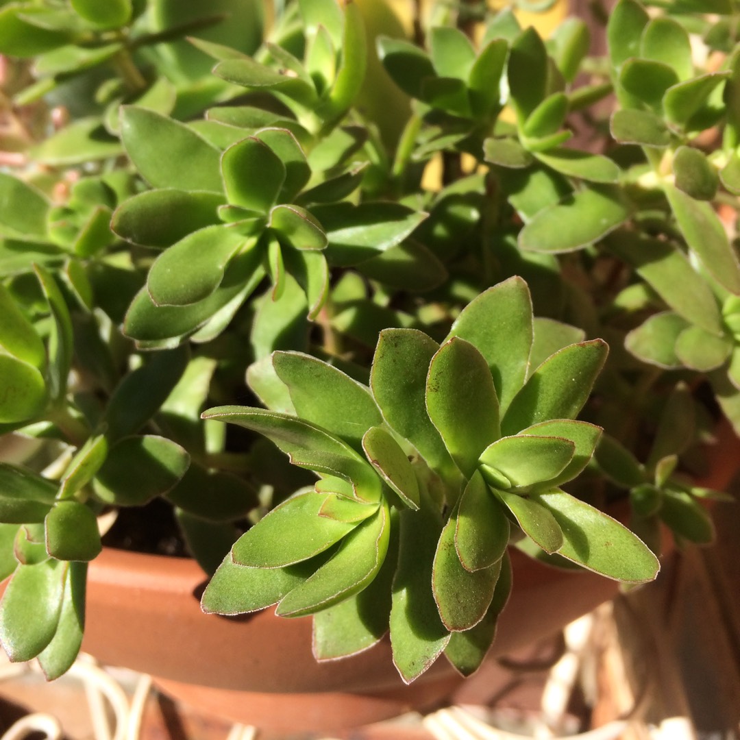 Crassula Red Tipped Butterfly Bush in the GardenTags plant encyclopedia