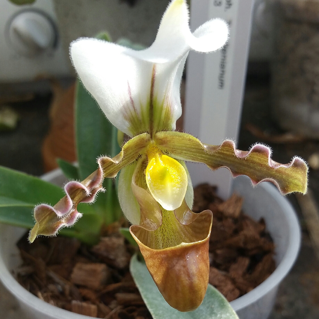 Lady Slipper Orchid in the GardenTags plant encyclopedia