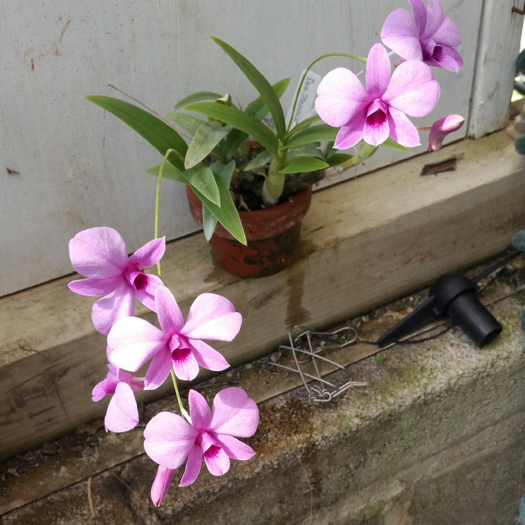 Orchid Zeschia Lynn in the GardenTags plant encyclopedia