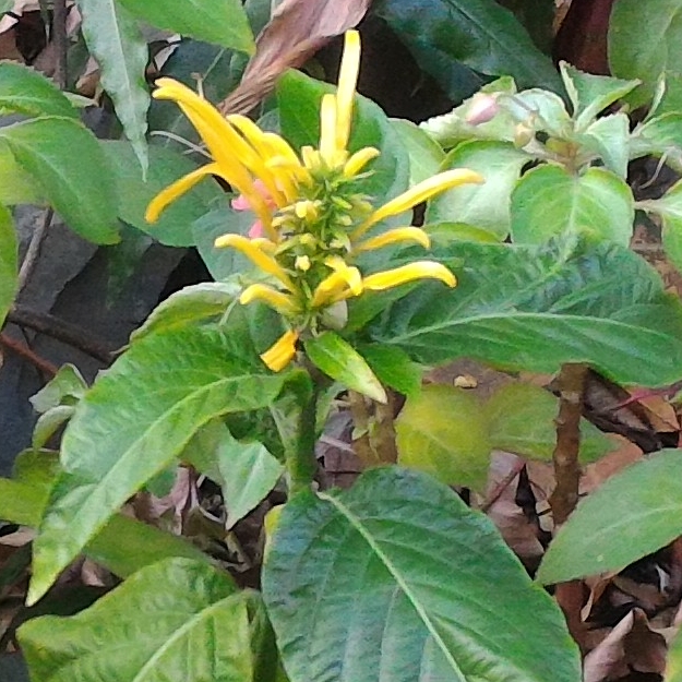 Kings Crown/yellow jacobinia in the GardenTags plant encyclopedia