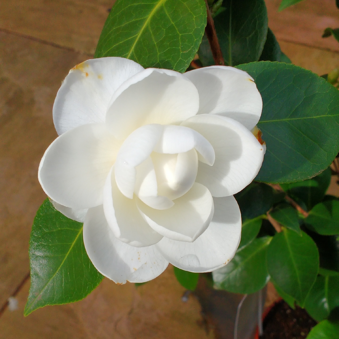 Camellia Nuccios Gem in the GardenTags plant encyclopedia