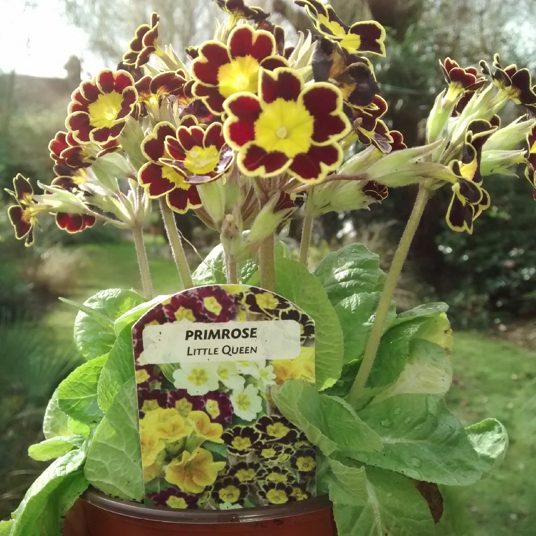 Primula Little Queen in the GardenTags plant encyclopedia