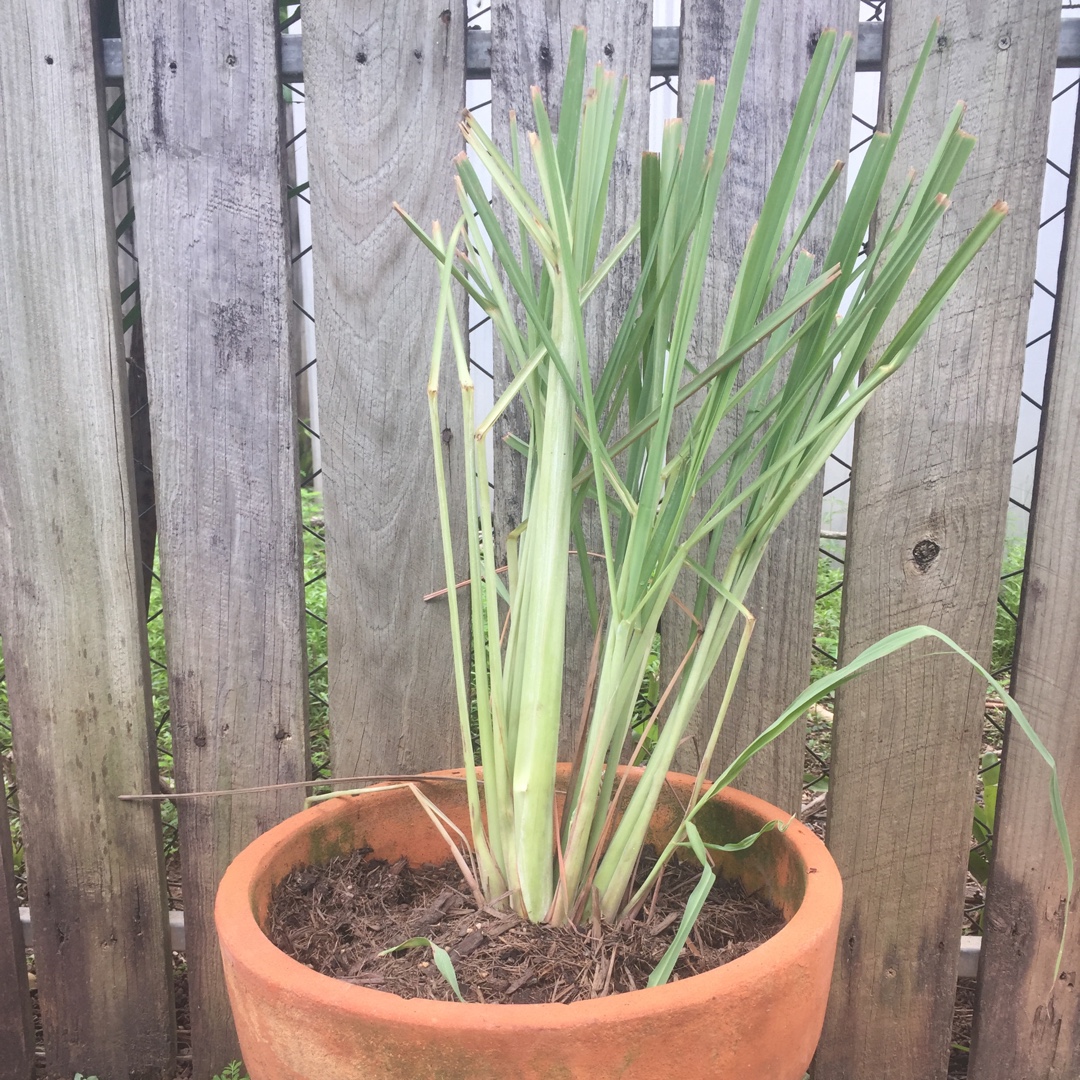 Lemon Grass in the GardenTags plant encyclopedia