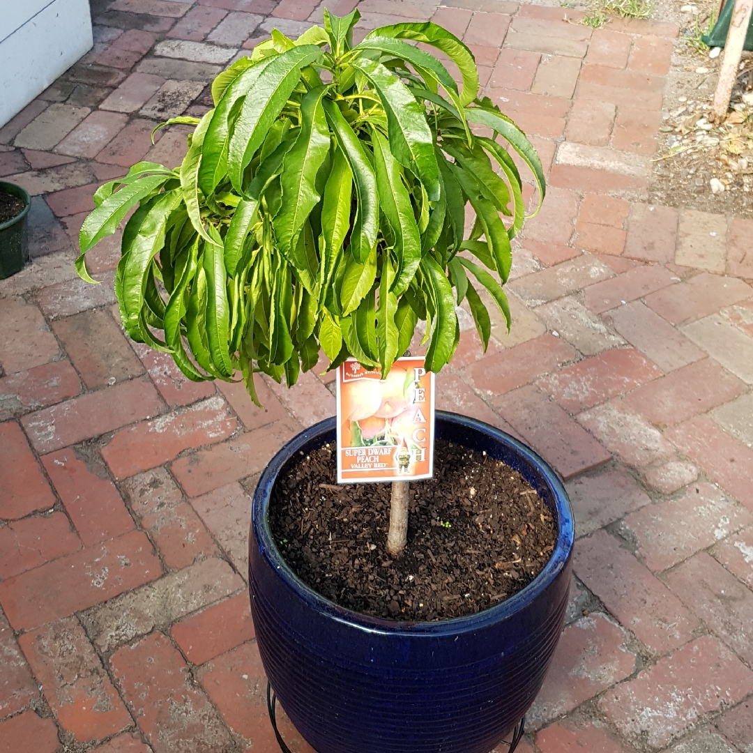 Peach Valley Red in the GardenTags plant encyclopedia