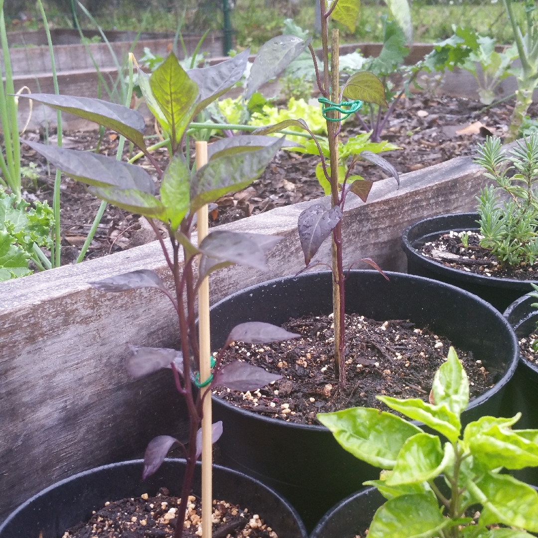 Chilli Purple Cayenne in the GardenTags plant encyclopedia