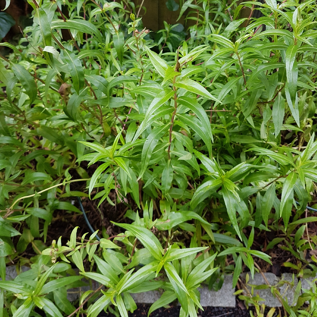 Beardtongue Purple Passion in the GardenTags plant encyclopedia