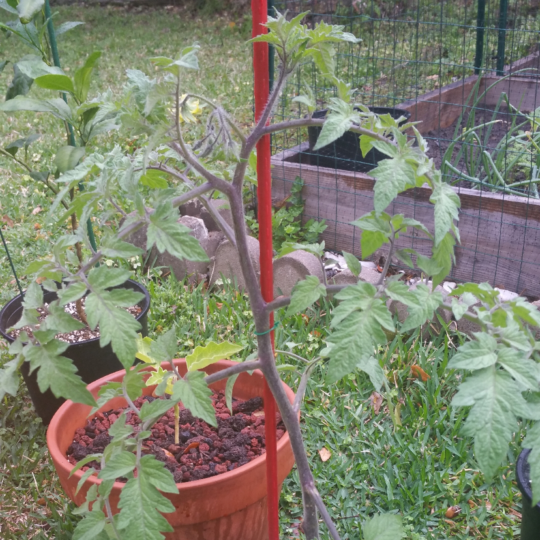 Tomato Lucid Gem (Beefsteak Tomato) in the GardenTags plant encyclopedia