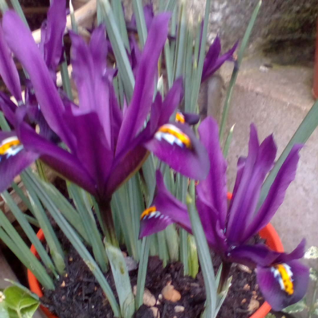 Reticulate Iris J.S. Dijt in the GardenTags plant encyclopedia