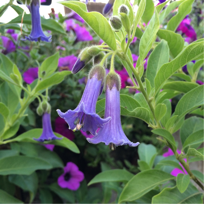 Blue Angels Trumpet in the GardenTags plant encyclopedia