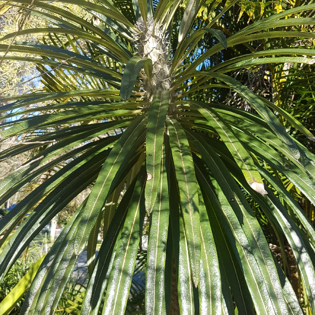 Madagascar-palm in the GardenTags plant encyclopedia