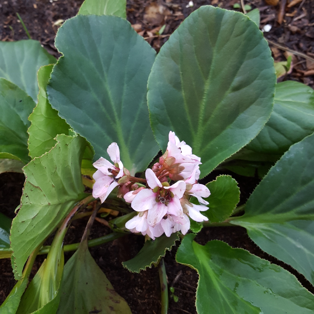 Heart-leaf Bergenia in the GardenTags plant encyclopedia