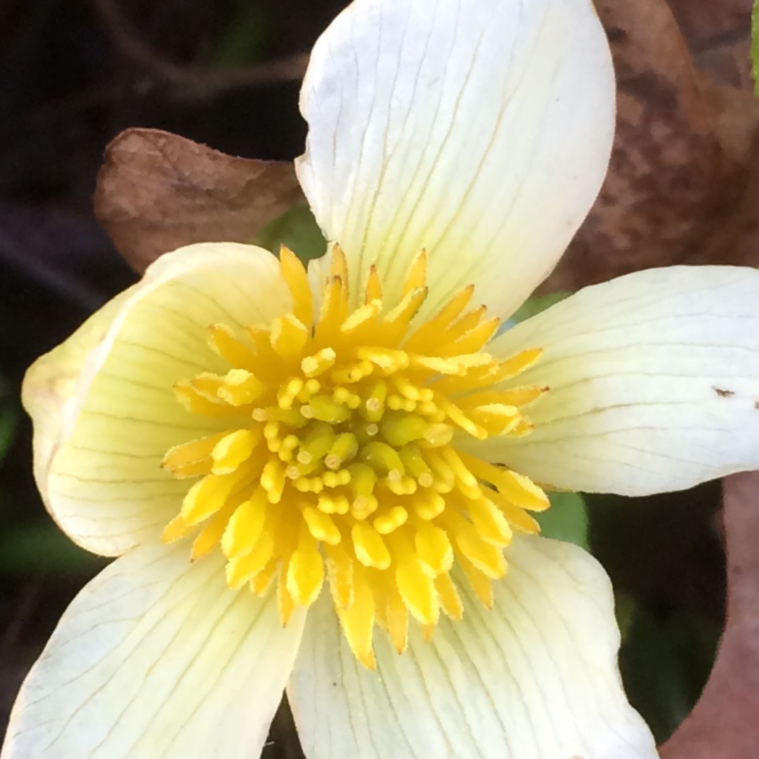 White Marsh Marigold in the GardenTags plant encyclopedia