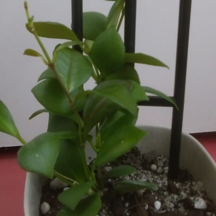 Hoya Heuschkeliana in the GardenTags plant encyclopedia